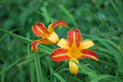 Hemerocallis hybr. - denivka - květ